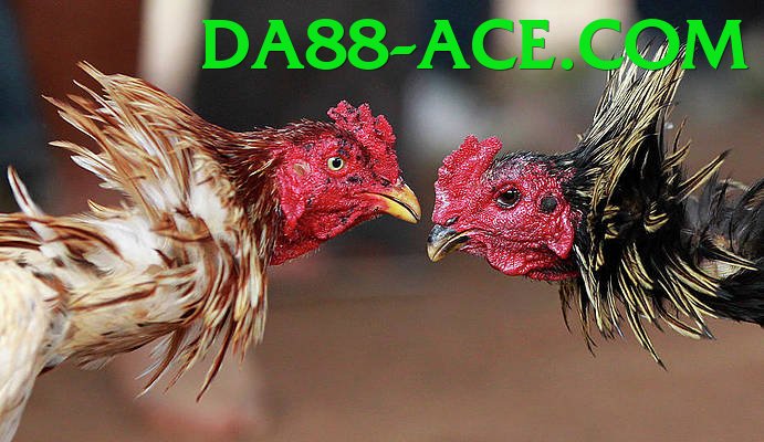 Đá Gà Trực Tiếp - da88 - Tải xuống